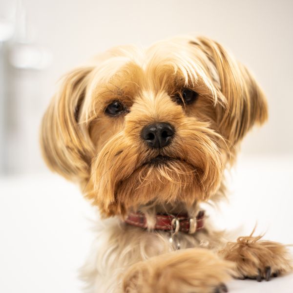 Maggie